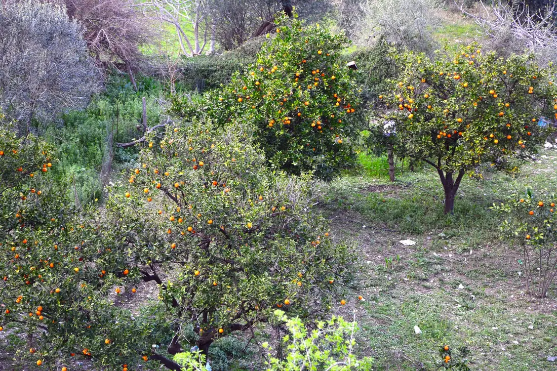 Jeunes plants de tomates en serre