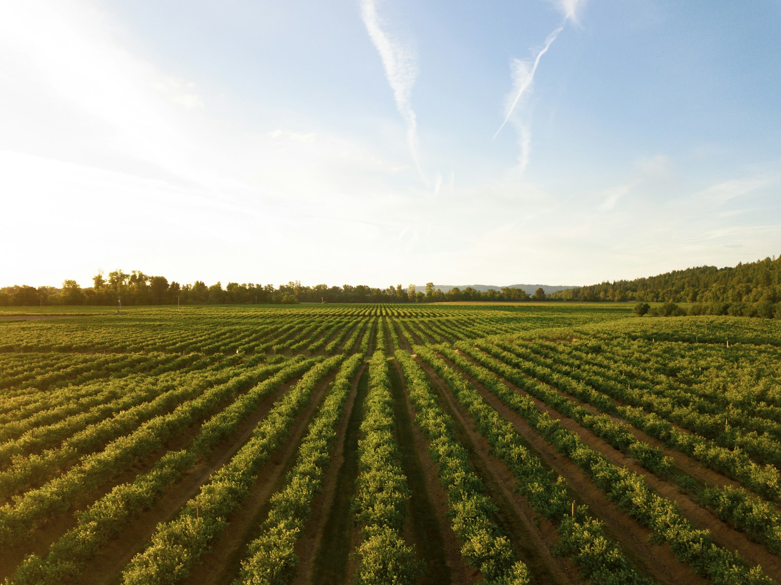 Ein organisiertes agroforstliches Ökosystem, bereit für zwanzig Jahre Produktion.