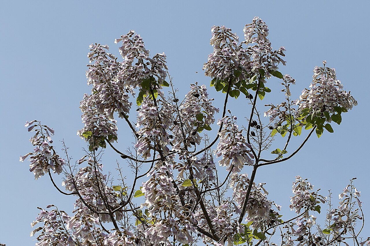 La fioritura del Paulownia, preziosa anche per gli apicoltori.