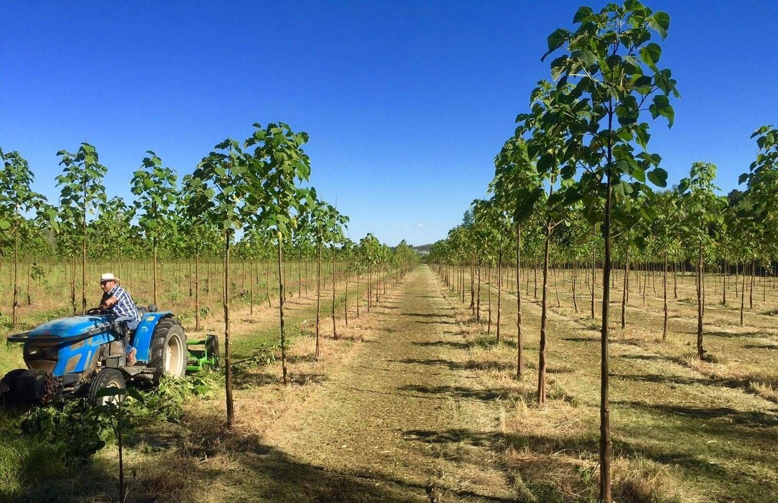 La manutenzione di una piantagione di Paulownia ALTIFOLIA®, in Spagna.